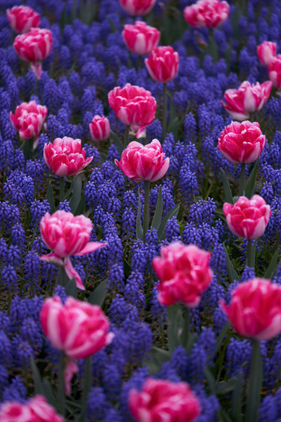 春天盛开的紫色和粉红色的花图片下载