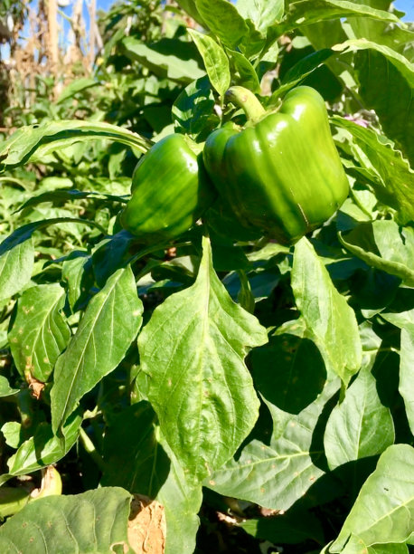 青椒生长在花园里。图片下载