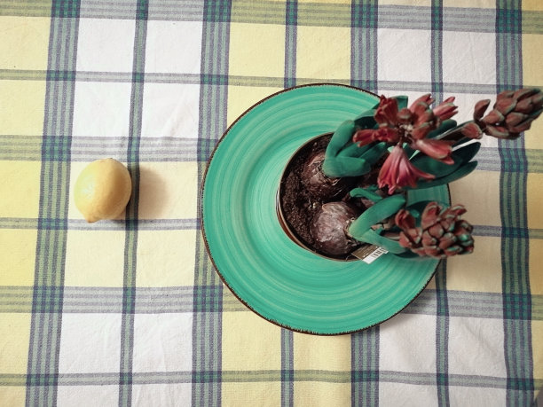 花盆里的花图片下载