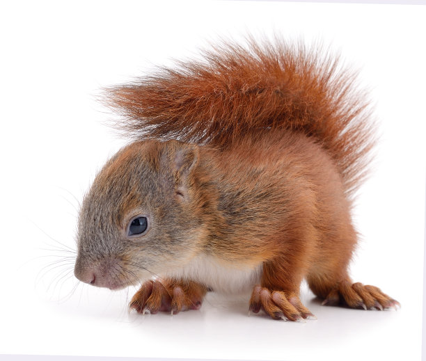 欧亚红松鼠。图片下载