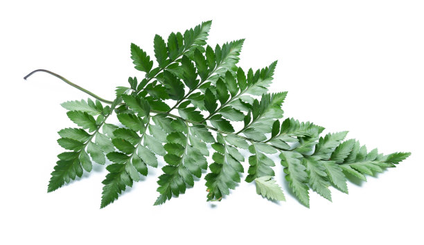 孤立在白色背景上的蕨类的绿叶图片下载