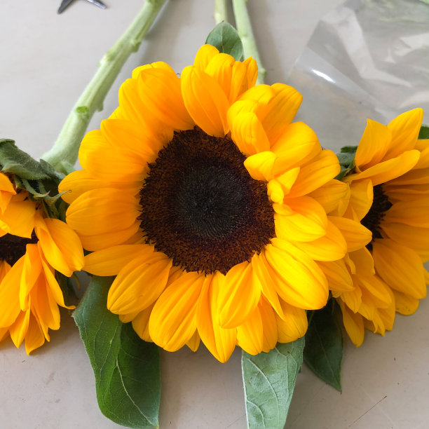 黄色向日葵花束(大向日葵)图片下载