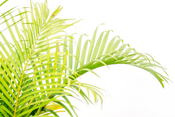 靠近绿色的棕榈叶和白墙上的影子图片下载