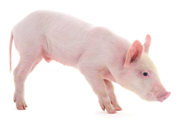 猪在白图片下载
