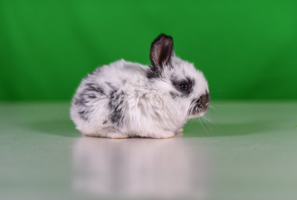 可爱的兔子图片素材ID：316190022