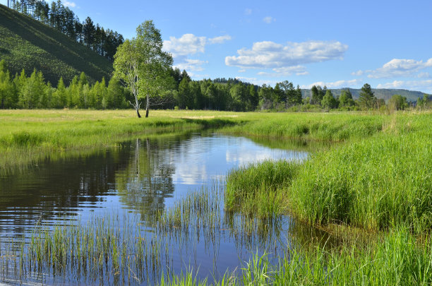 湖边有一棵桦树图片下载