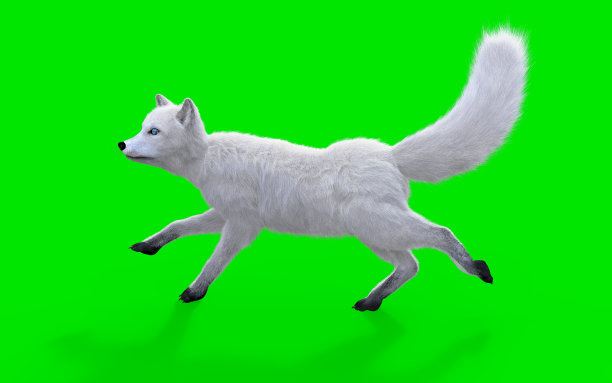 白色狐狸孤立在绿色背景图片下载