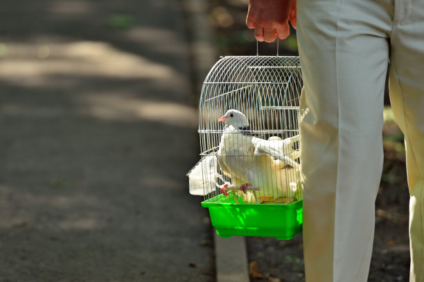 人们在铁笼子里抬着白鸽图片下载