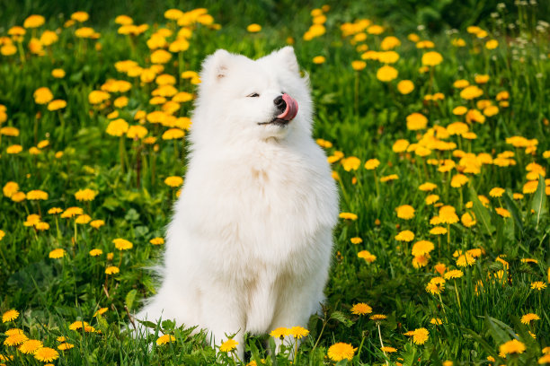 快乐微笑的白色萨摩耶犬或贝尔克，在绿色春天草地与黄色花朵中玩耍。顽皮的宠物在户外。素材图片
