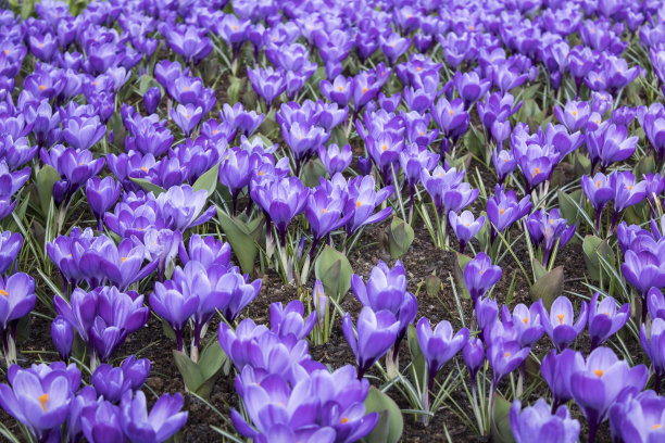 荷兰五颜六色的花图片下载