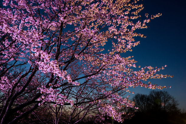 点亮樱花图片下载