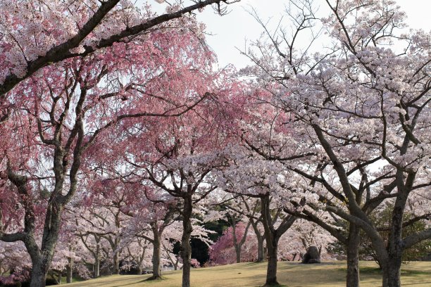 日本静冈县伊豆的樱花图片下载