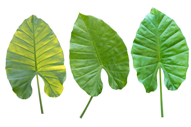 野芋绿叶孤立在白色背景上图片下载