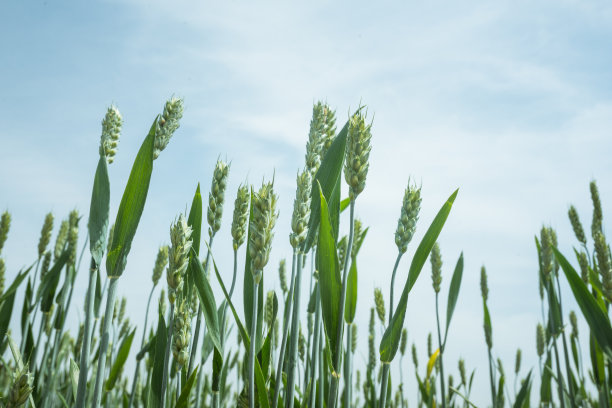 蓝天下的小麦图片下载