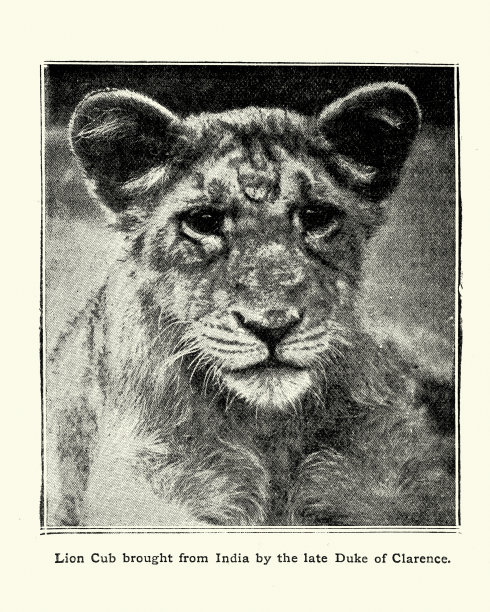 克拉伦斯公爵从印度带来的狮子幼崽图片下载