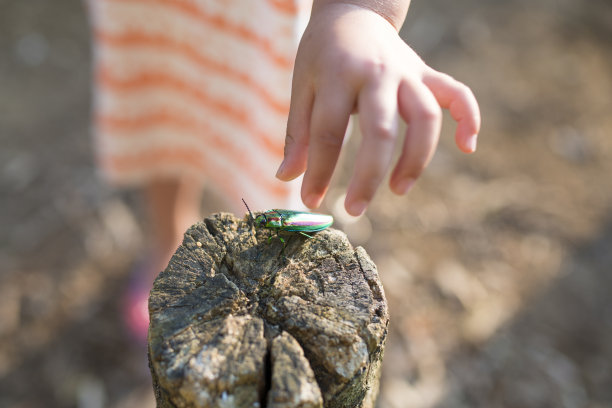小女孩找到一只宝石甲虫图片下载