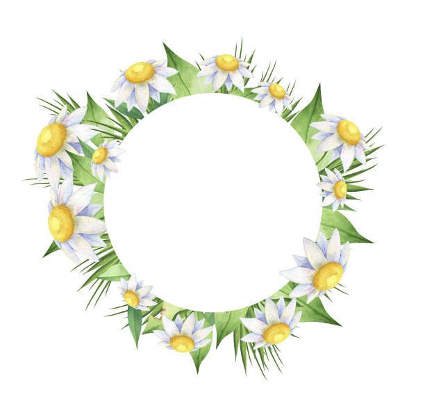 甘菊花牌素材图片