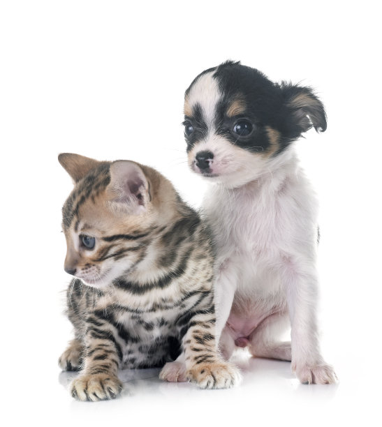 孟加拉小猫和小狗吉娃娃图片下载