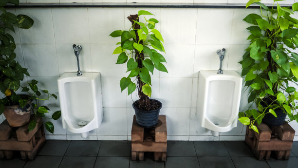 带有绿色观赏植物的男洗手间室内设计图片下载