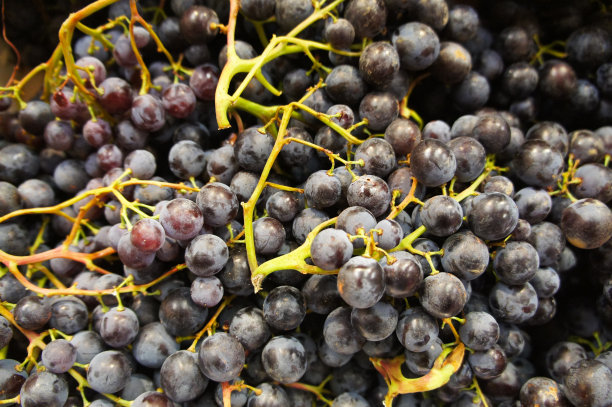一串黑葡萄图片下载