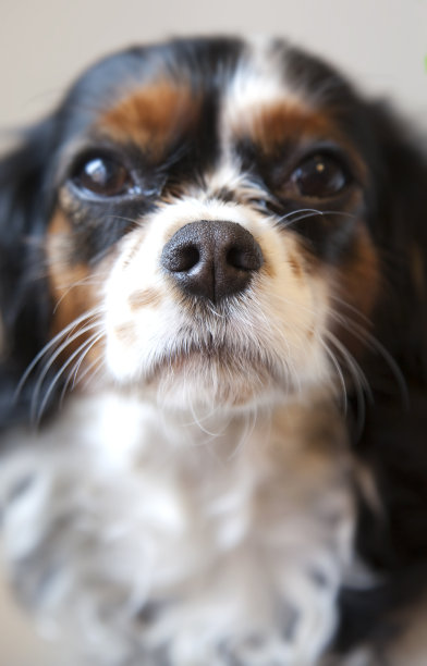 骑士王的狗图片下载