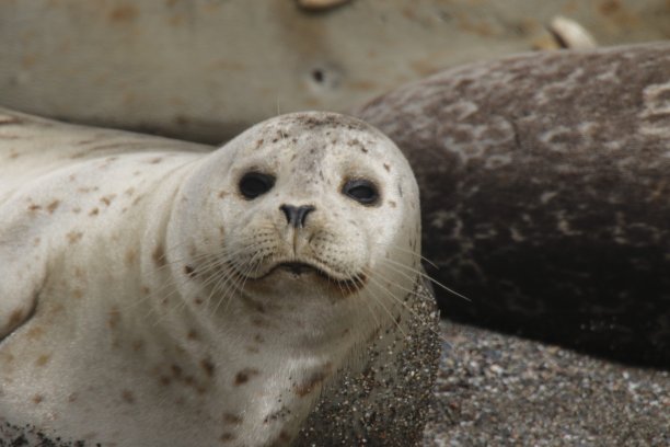 山羊岩海滩-海豹喜欢在太平洋海岸的海滩上闲逛图片下载