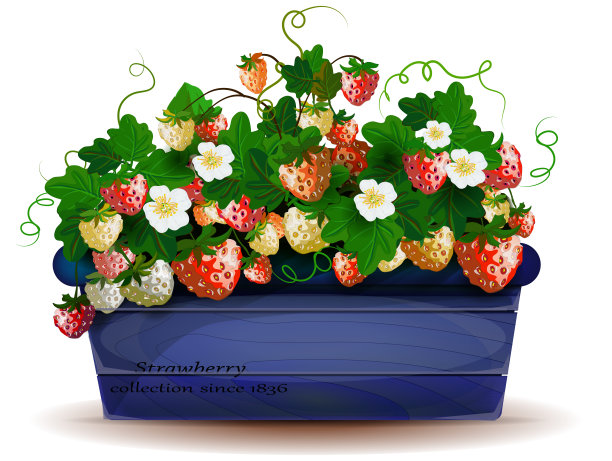 木壶草莓图片下载