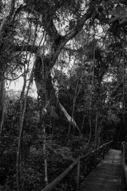 森林里一棵弯曲的树图片下载