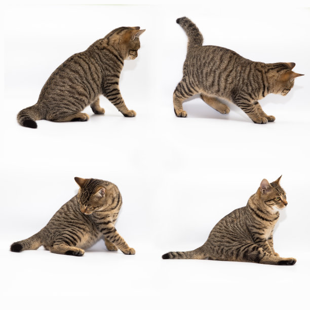 白色背景的小猫图片下载