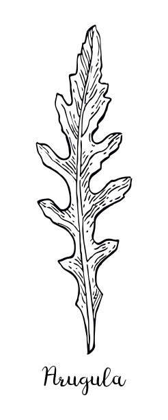 芝麻菜的水墨素描。素材图片