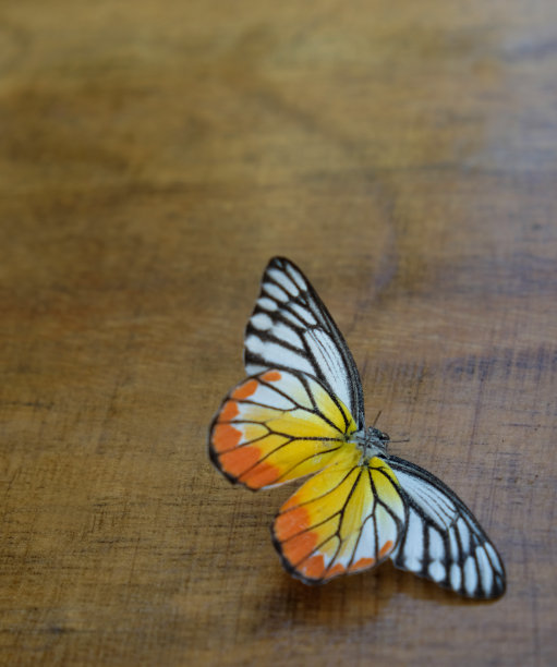 木头上的死蝴蝶图片下载