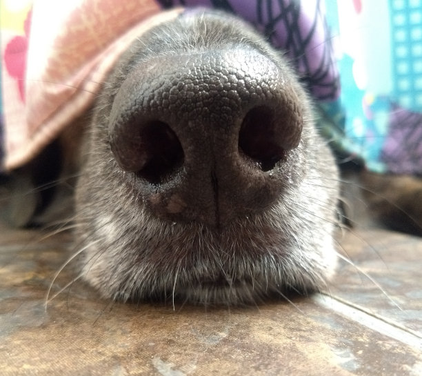 躲在浴室里的黑狗。图片下载