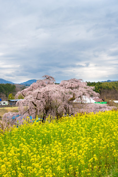 油菜花和樱花盛开图片下载