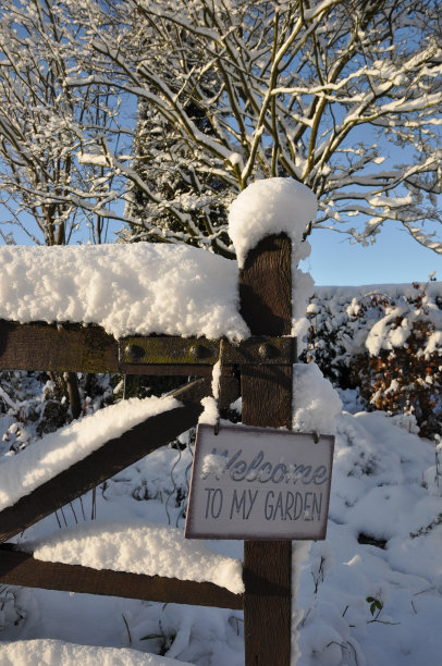 我花园里的雪图片下载