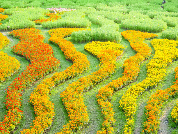 装饰七彩宇宙花图片下载