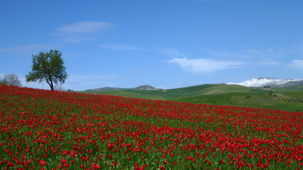 西西里图片下载