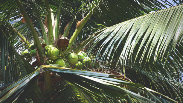 一束绿色的新鲜椰子在树上图片下载