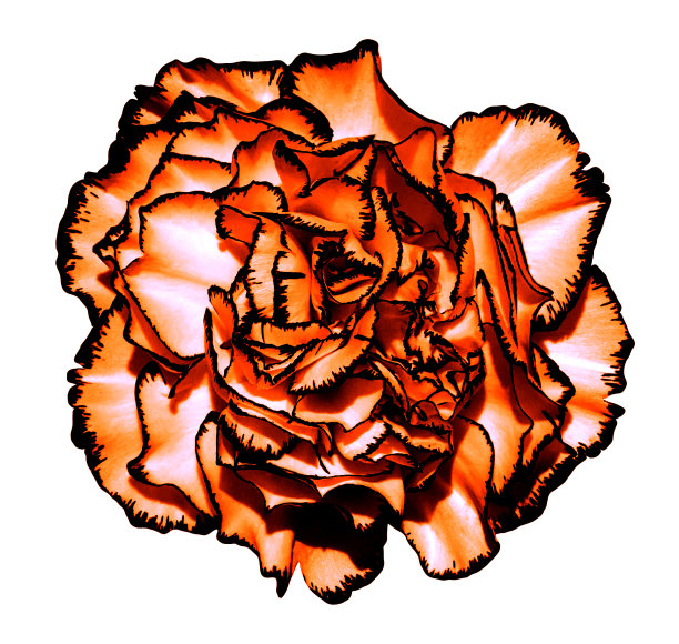 超现实的暗青铜铬сlove花与黑色边缘宏观孤立在白色图片下载