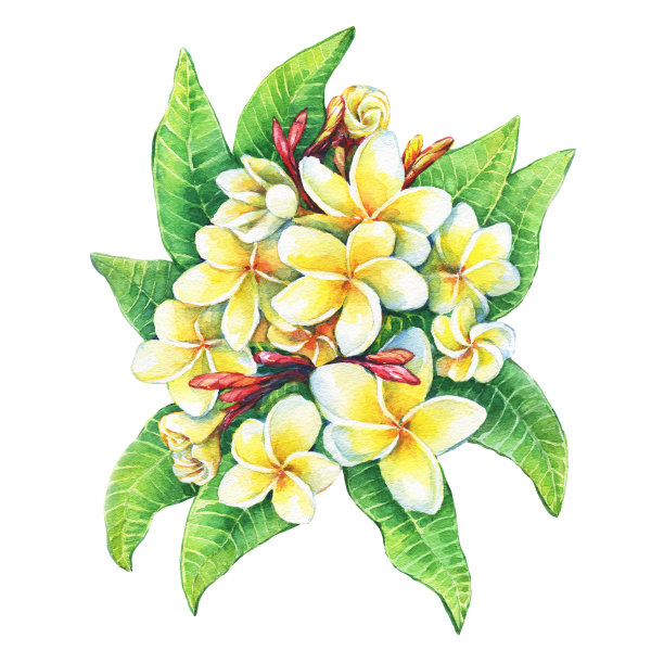 热带度假风情花卉鸡蛋花（缅栀花）插画：水彩手绘，白色背景素材图片