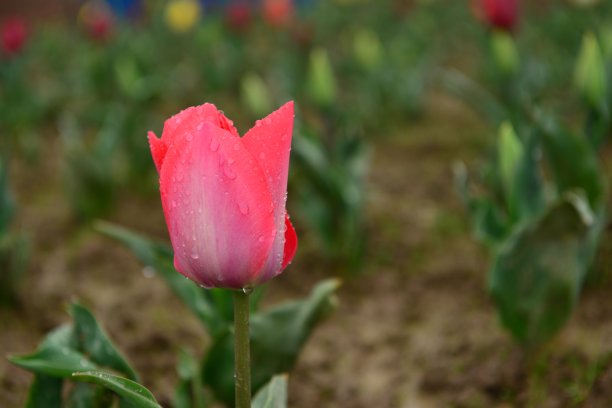 郁金香,英国图片下载