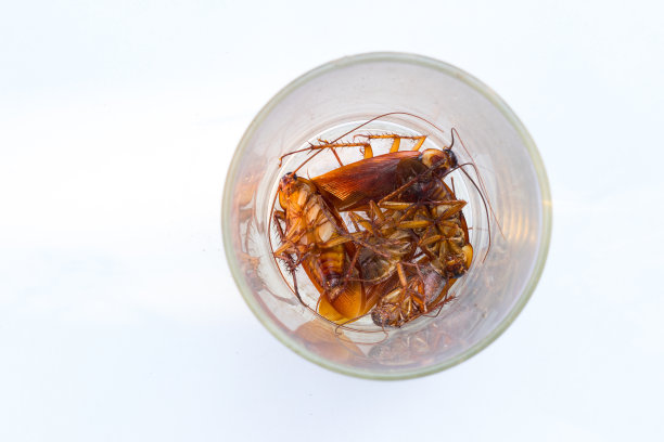 蟑螂在白色背景上被隔离。蟑螂是疾病的传播者。素材图片