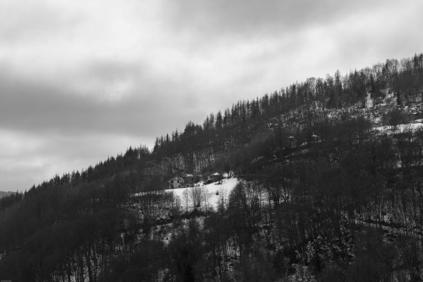 一榕树叶及其先端，中脉(主脉)，次脉和叶片的闭合图片下载