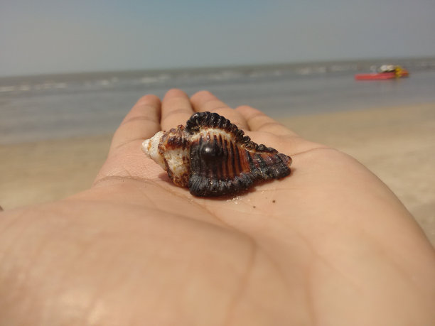 美丽的贝壳图片下载