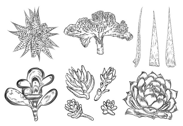 一套室内植物。一套手绘不同的仙人掌在粗略的涂鸦风格。向量。图片下载