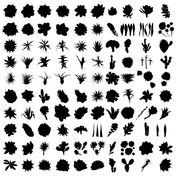 大型黑色剪影野生仙人掌集。手画仙人掌。玻璃容器收集仙人掌。野生花卉，异国情调的热带。向量。图片下载