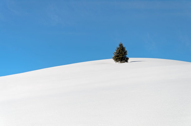 孤独的树被雪包围在山上。图片下载