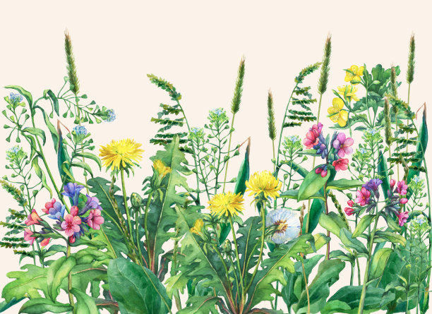 与野生草地的花和草接壤，孤立在黄色的背景上。有野地花和草本植物的水平边缘。水彩手绘插画。素材图片