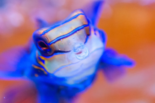 菲律宾珊瑚中的鳜鱼非常鲜艳，特写图片下载