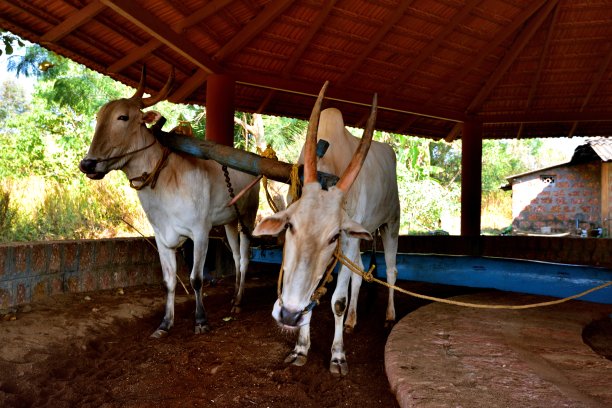 一对在印度工作的牛图片下载