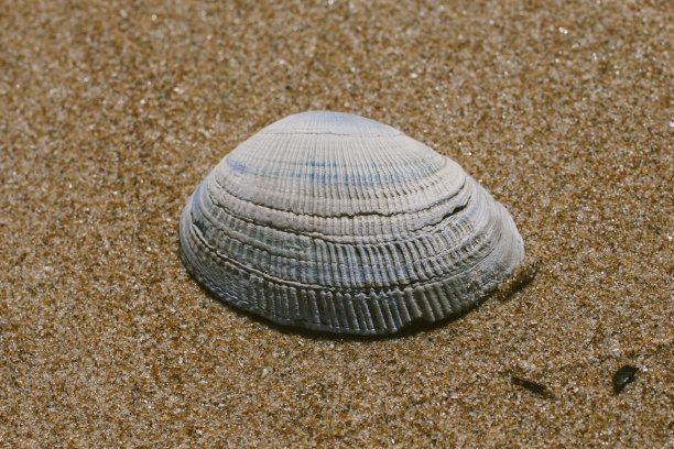 沙滩上的贝壳。海滩上的贝壳。一个埋在沙子里的贝壳的特写。夏季沙滩背景设计。图片下载
